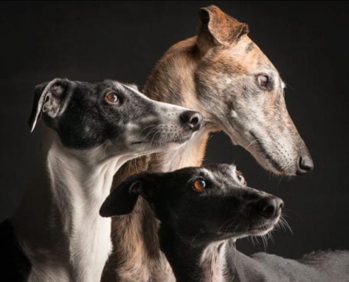 Arrivo Galgo e Greyhound - 28 Aprile 2018