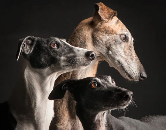 Arrivo Galgo e Greyhound – 28 Aprile 2018 Arrivo Galgo e Greyhound - 28 Aprile 2018