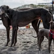 sos_levrieri_raduno_genova_blunt_beach_sdr