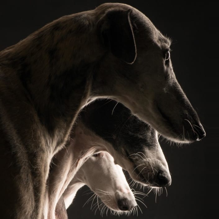 Arrivo Galgo e Greyhound – 23 giugno 2018