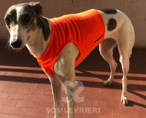 Nala-MixWhippet