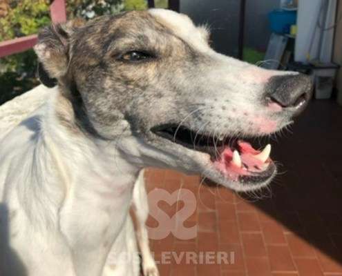 Nala-MixWhippet