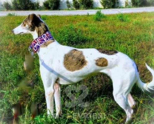 Nala-MixWhippet