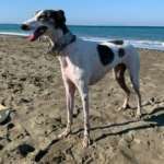 Nala-MixWhippet
