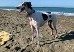 Nala-MixWhippet