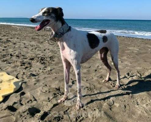 Nala-MixWhippet
