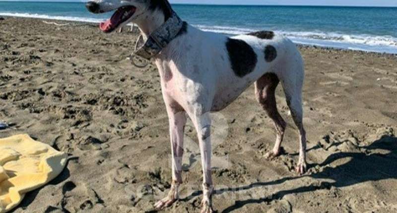 Nala-MixWhippet