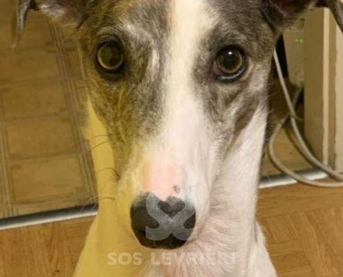 Nala-MixWhippet