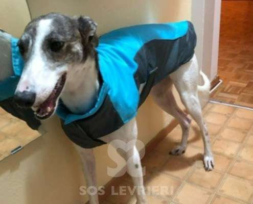 Nala-MixWhippet