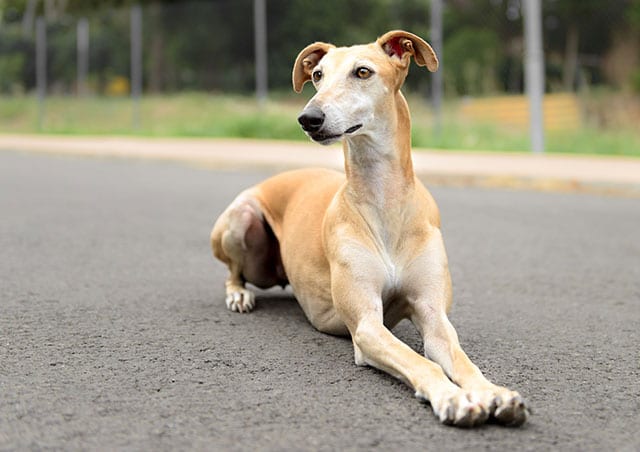 Arrivo Galgo e Greyhound – 22 Settembre 2018