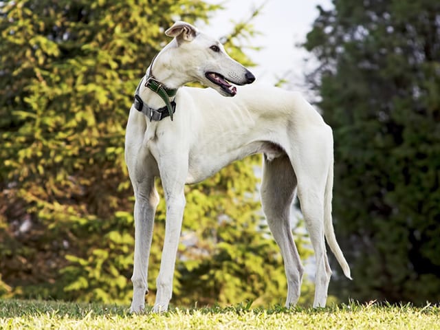 Arrivo Galgo e Greyhound – 1 Dicembre 2018
