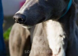 Bluey - Greyhound