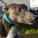 Bluey - Greyhound