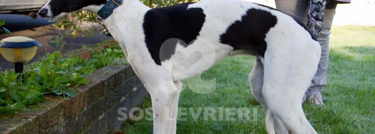 Dazzle - Greyhound