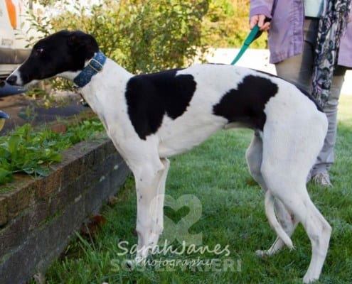Dazzle - Greyhound