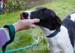 Dazzle - Greyhound