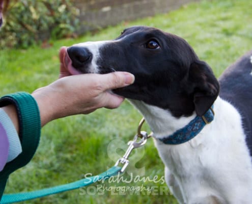 Dazzle - Greyhound