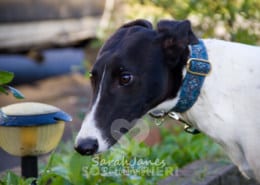 Dazzle - Greyhound