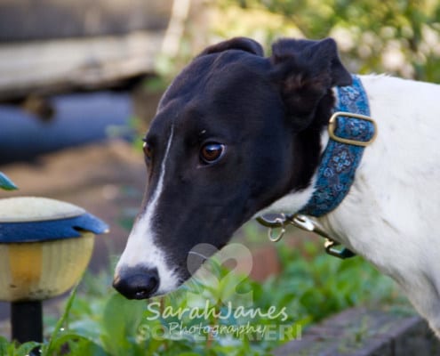 Dazzle - Greyhound