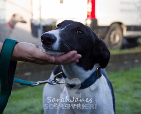 Dazzle - Greyhound