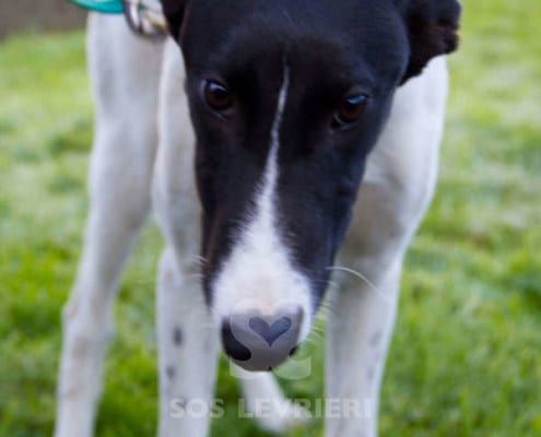 Dazzle - Greyhound