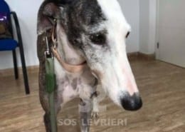 Fiona - Galgo