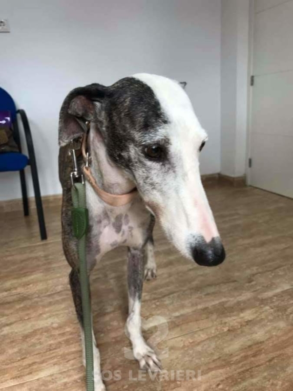 Fiona - Galgo