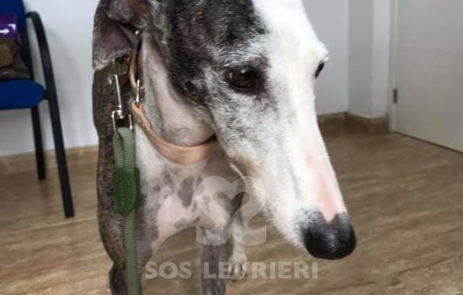 Fiona - Galgo