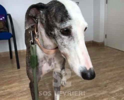 Fiona - Galgo