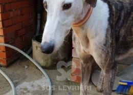 Fiona - Galgo