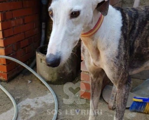 Fiona - Galgo