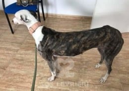 Fiona - Galgo