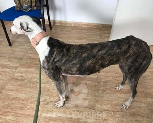 Fiona - Galgo