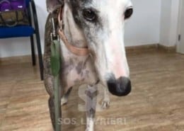 Fiona - Galgo