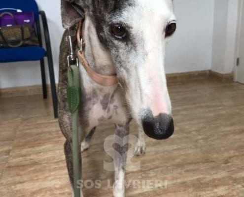 Fiona - Galgo