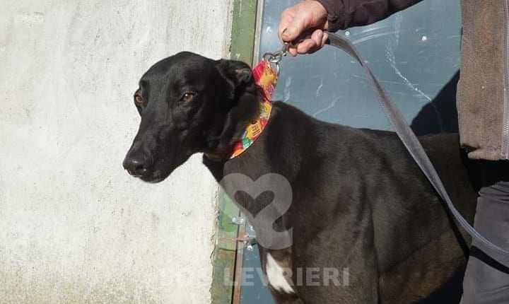 Jacko - Greyhound
