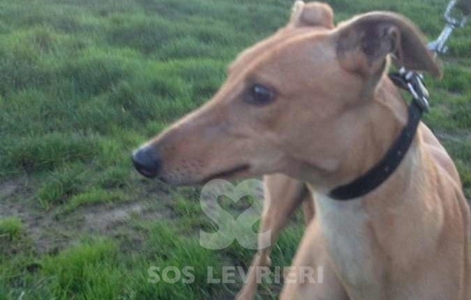 Jethro - Greyhound