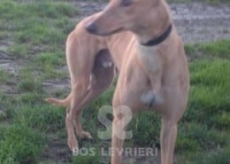 Jethro - Greyhound