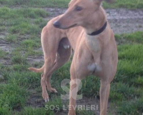 Jethro - Greyhound