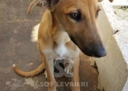 Kajal - Galgo
