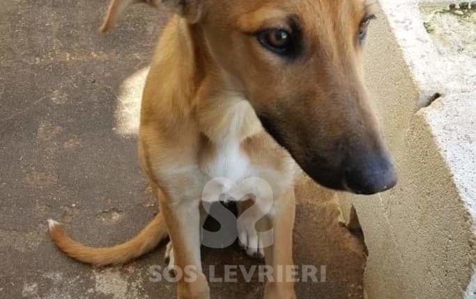 Kajal - Galgo
