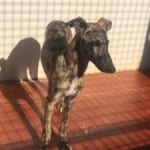 Mistral - Galgo