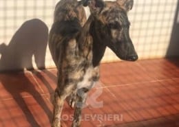 Mistral - Galgo
