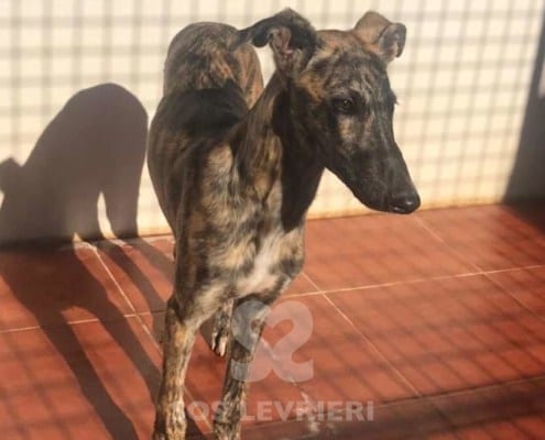 Mistral - Galgo