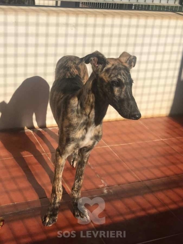 Mistral - Galgo