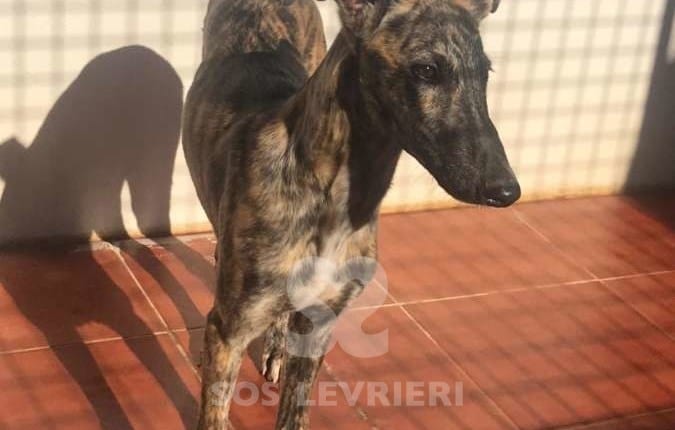 Mistral - Galgo