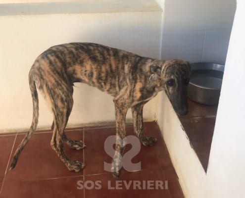 Mistral - Galgo