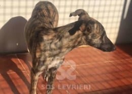 Mistral - Galgo