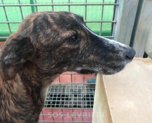 Noa - Galgo