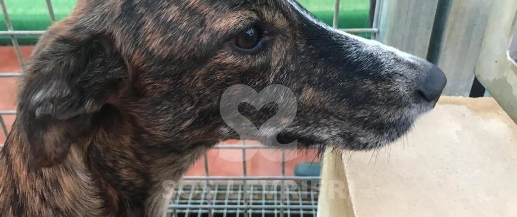 Noa - Galgo